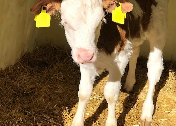 Feielhof 3* Krakaudorf