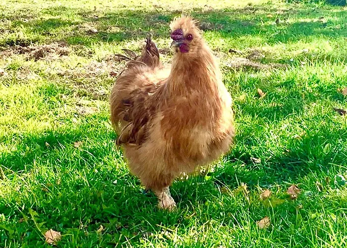 Feielhof بيت ضيافة Krakaudorf